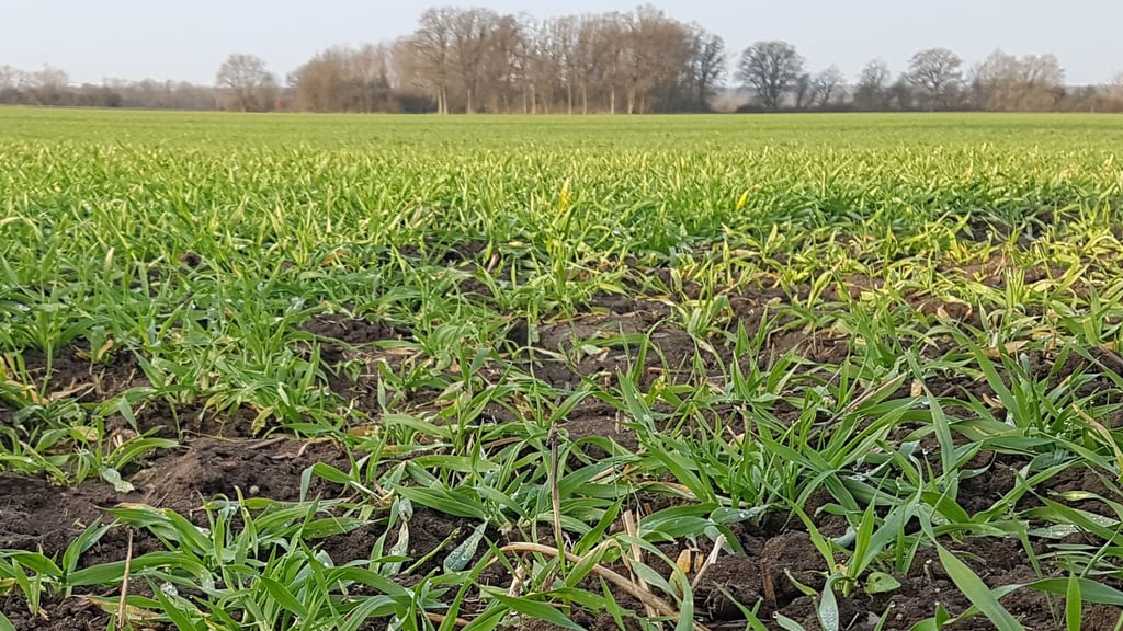 Landwirte mit Flächen zwischen Wendemark und Werben fragen sich, wie sie im nächsten Jahr dorthin kommen sollen.