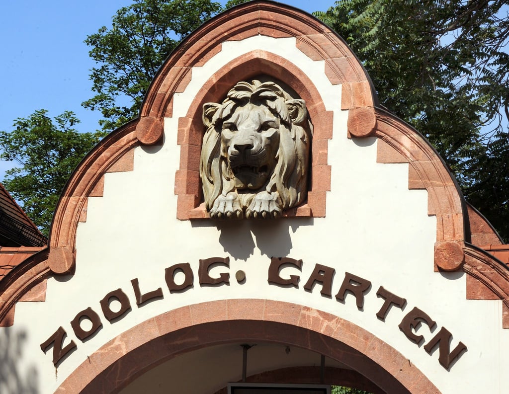 Im Zoo Leipzig sind alle Krauskopfpelikane getötet worden. (Symbolbild)