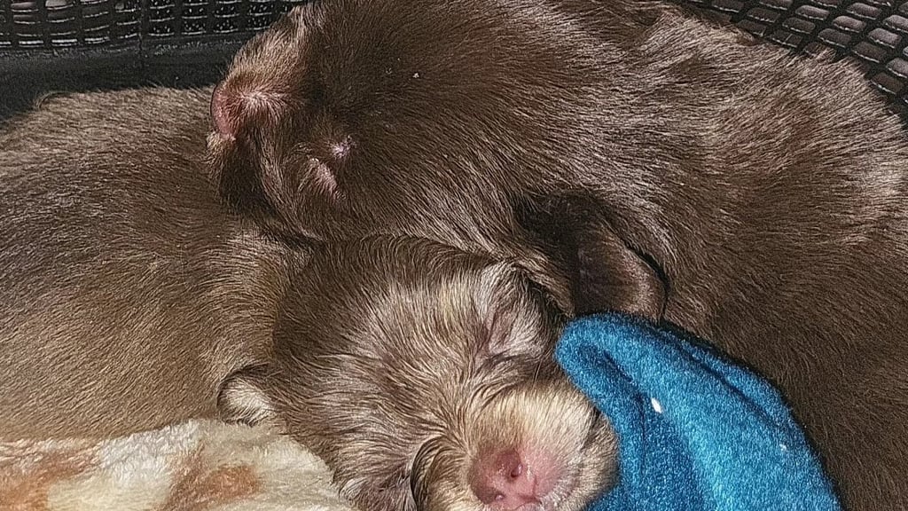 Diese beiden Welpen aus dem Horrorhaus werden derzeit in Nordhausen per Flasche aufgezogen. Die Mitarbeiter hoffen, dass beide durchkommen.  