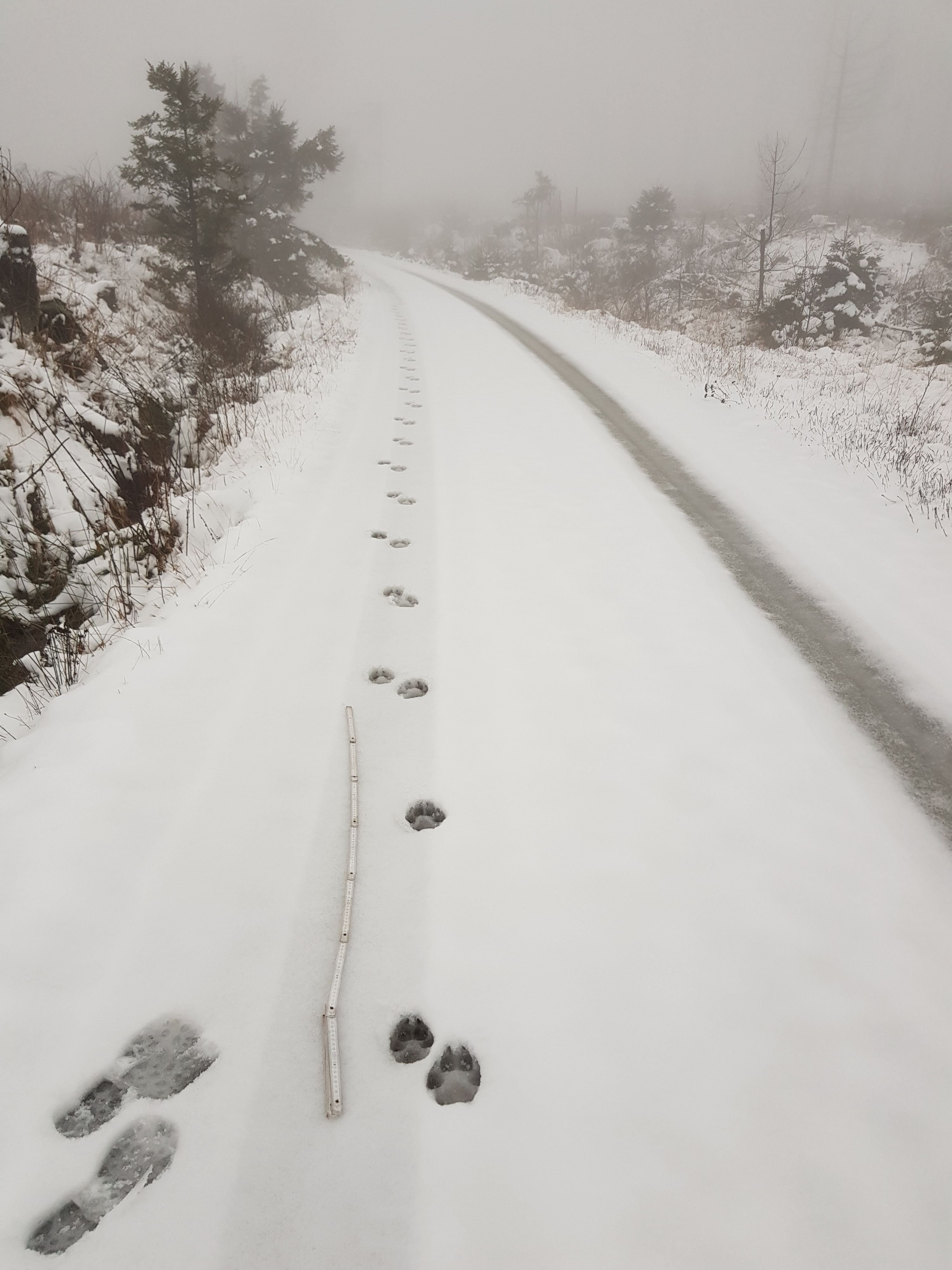 Wanderregion in Sachsen-Anhalt: Wolf im Harz gesichtet? So viele Tiere leben im Nationalpark bei Wernigerode