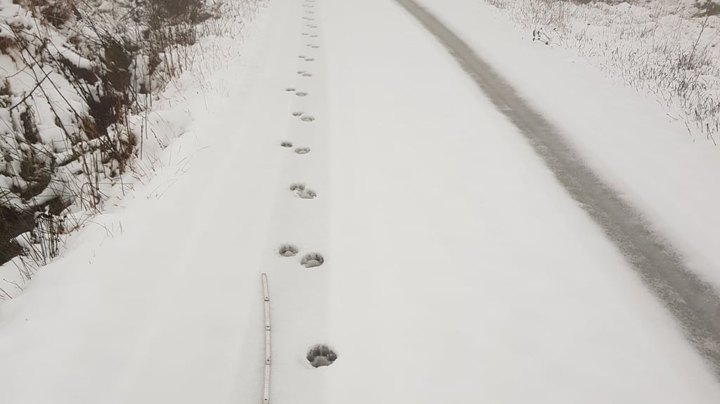 Diese Wolfsspuren im verschneiten Harz gehören zu einem Rudel, das auch in der Nähe von Wernigerode unterwegs ist.