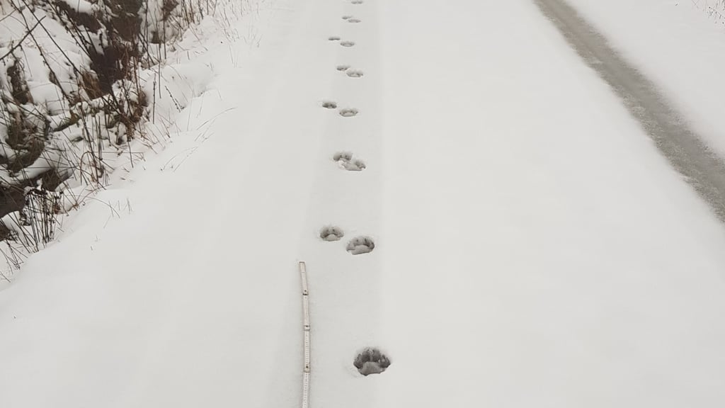 Diese Wolfsspuren im verschneiten Harz gehören zu einem Rudel, dass auch in der Nähe von Wernigerode unterwegs ist.