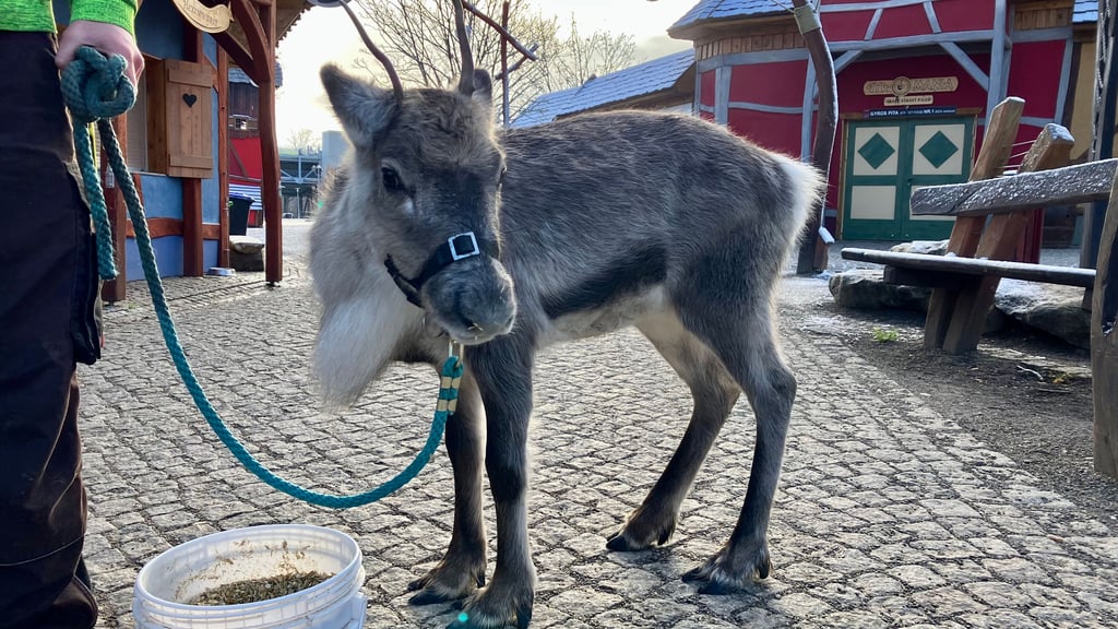 Freya im Hexendorf auf dem Hexentanzplatz in Thale. Dort ist das Rentier am Wochenende zu sehen.