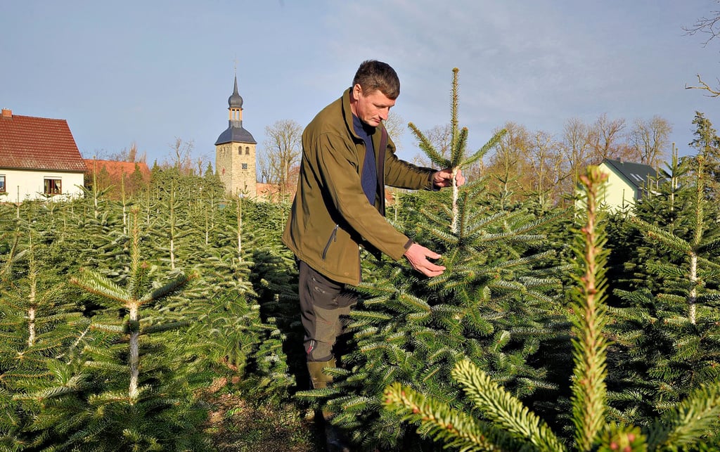 Bauer Mario Hummel prüft die Nordmanntannen auf seiner Plantage in Pißdorf: Mit jedem Jahr werden die Bäume dichter und schöner.
