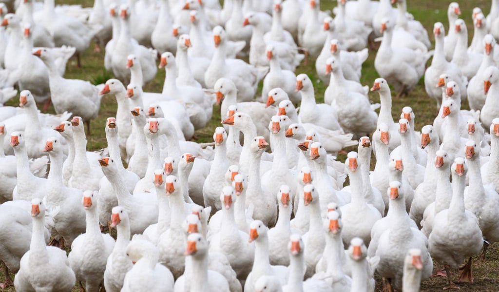Wegen eines Vogelgrippe-Verdachts werden 6.500 Gänse getötet. (Archivbild)