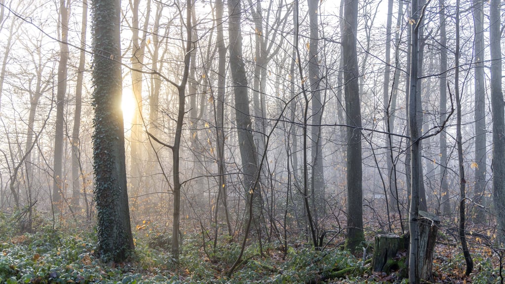 Trotz gebietsweisem Regen und Wolken erwartet Sachsen-Anhalt in den kommenden Tagen milde Temperaturen. Im Harz wird es hingegen windig.