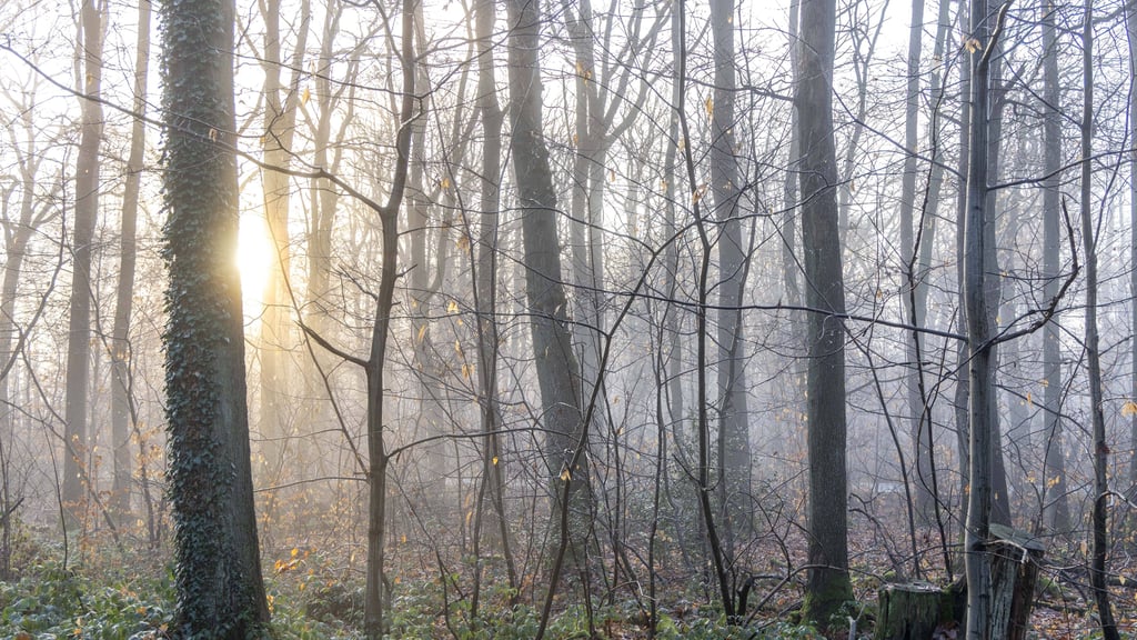 Trotz gebietsweisem Regen und Wolken erwartet Sachsen-Anhalt in den kommenden Tagen milde Temperaturen. Im Harz wird es hingegen windig.