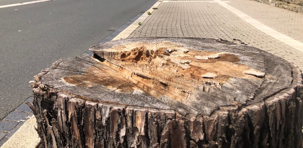 Dutzende Bäume werden jedes Jahr in Zeitz  gefällt: kranke Bäume, Bäume, die ein Sicherheitsrisiko sind, Bäume, die im Zuge von Baumaßnahmen keinen Platz mehr haben. 