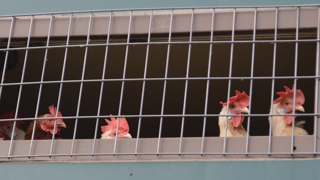 Die Hühner von Markus Stottmeister und in der Börde generell durften die Natur wegen der Stallpflicht zur Vogelgrippe nur hinter Gittern genießen.  Die Sorge vor der Ansteckung bleibt aber dennoch.