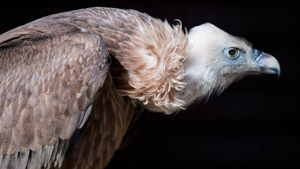 Die Gänsegeier aus Dresden erblickten in diesem und im vergangenen Jahr das Licht der Welt. (Symbolbild)