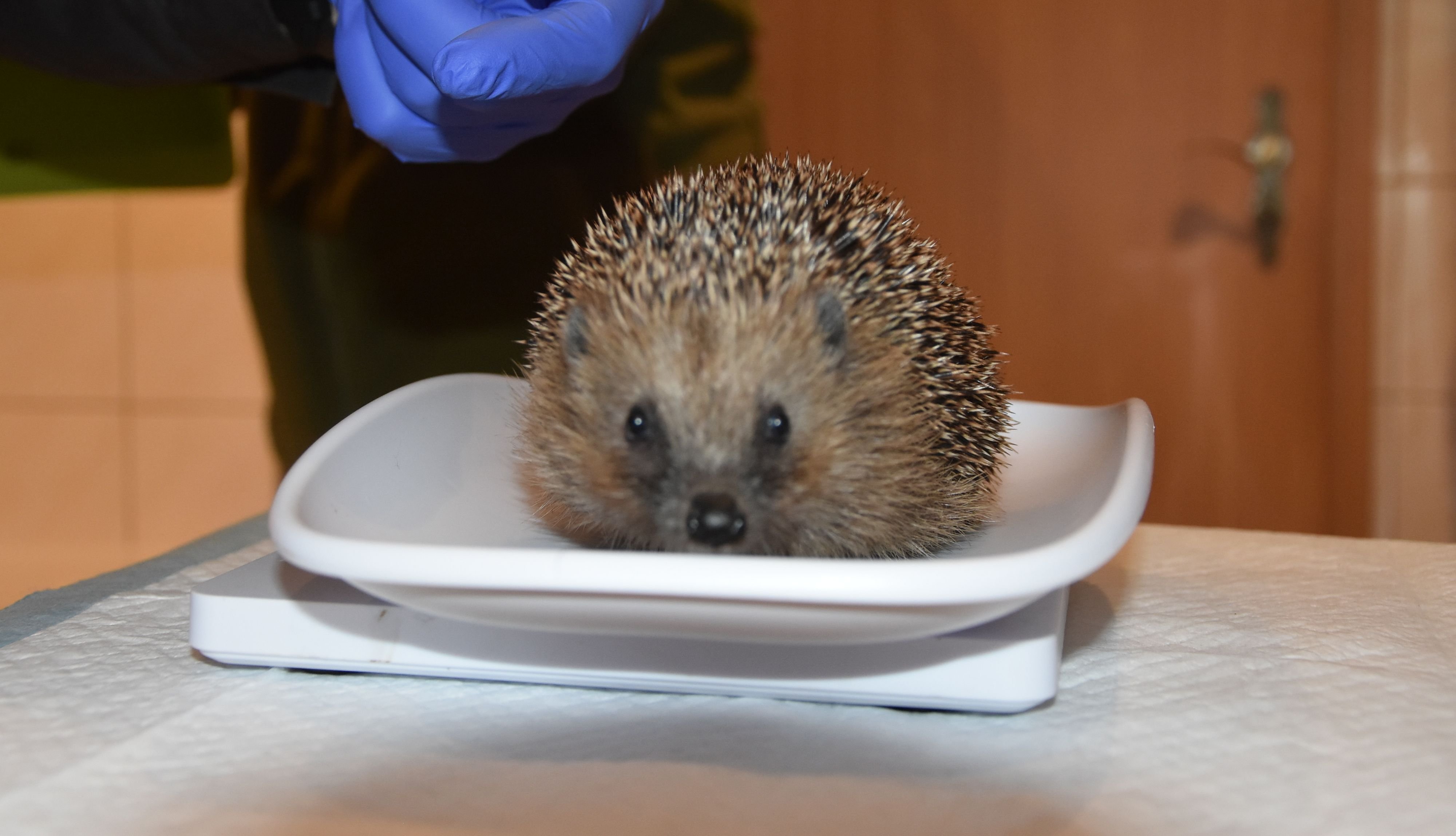 Paar engagiert sich für Tierschutz: Igelstation in einem alten Bauerhaus in Packebusch