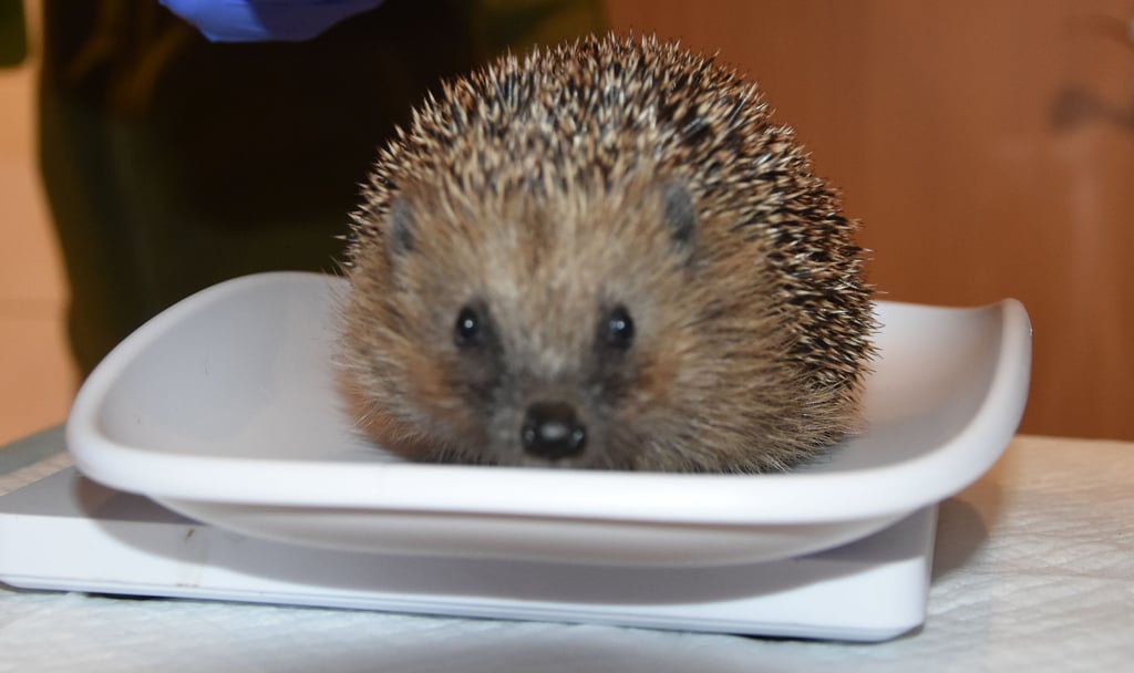 Dieser Igel benötigt laut Waage noch etwas mehr Gewicht für den Winterschlaf.