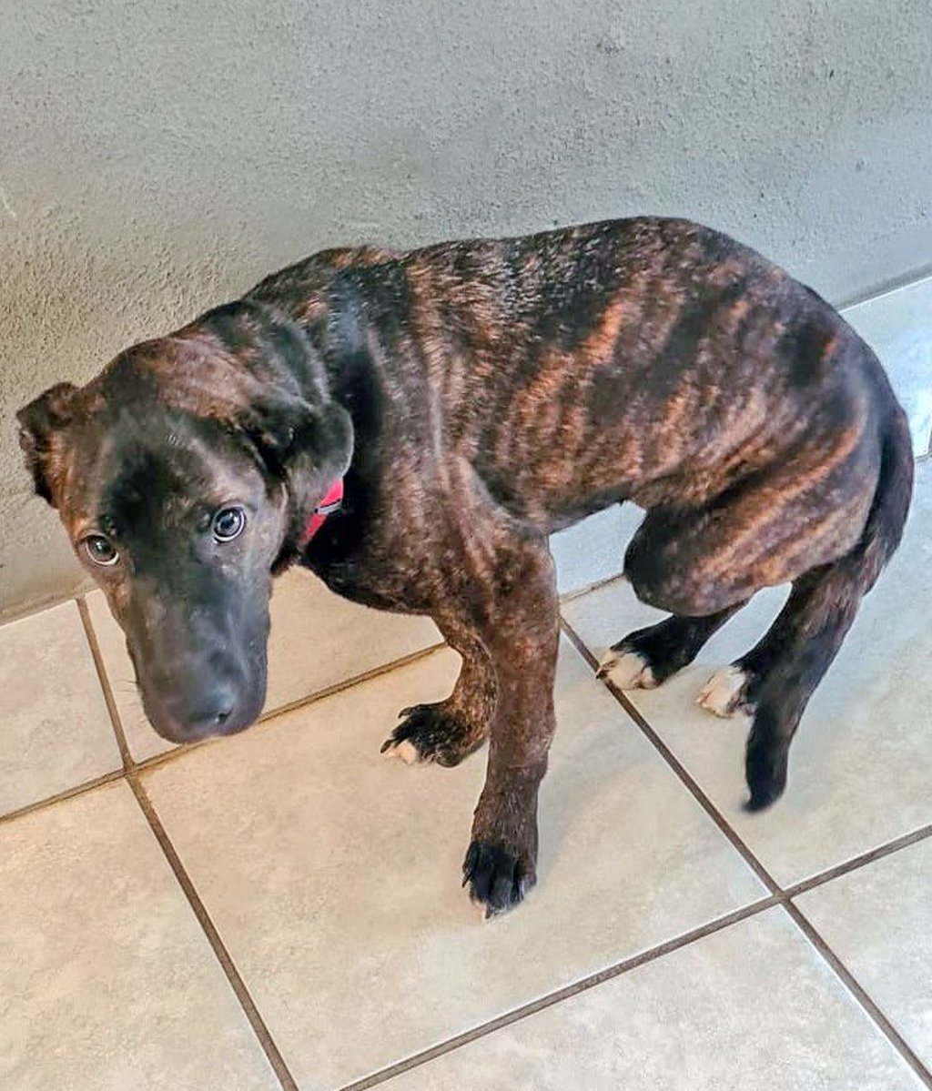 Mit einem halben Jahr kam "Luna" im Juni 2025 im Tierheim Blösien an. Verängstigt, misshandelt und in einem körperlich schlechtem Zustand.