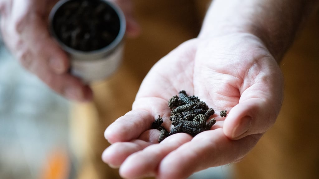 Schokoladenpfeffer zählt zu den Lang- oder Stangenpfeffern.