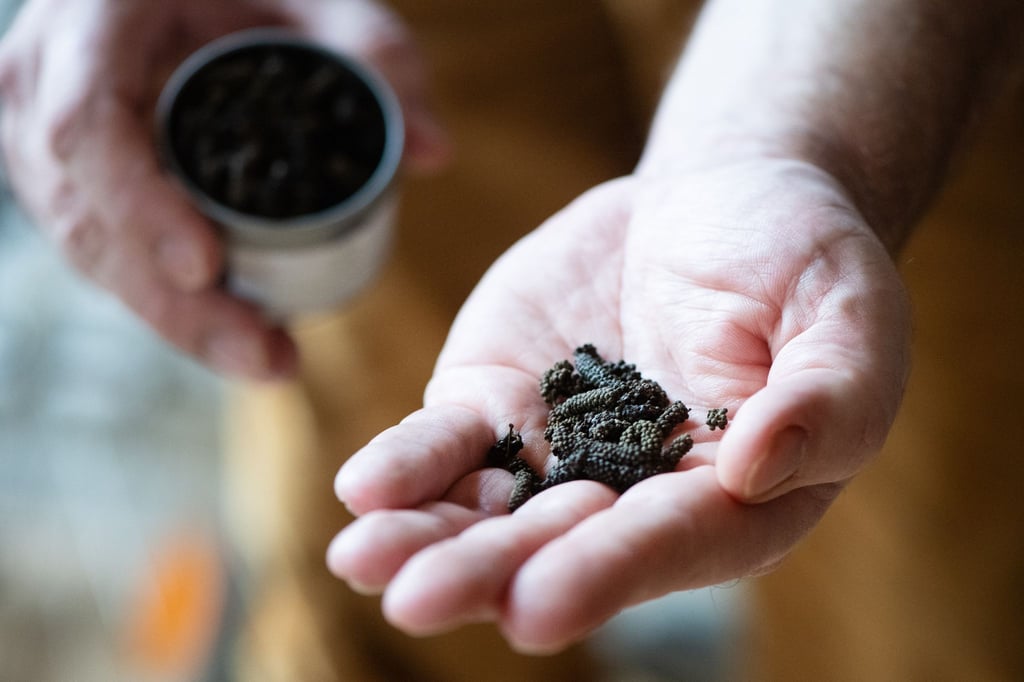 Schokoladenpfeffer zählt zu den Lang- oder Stangenpfeffern.