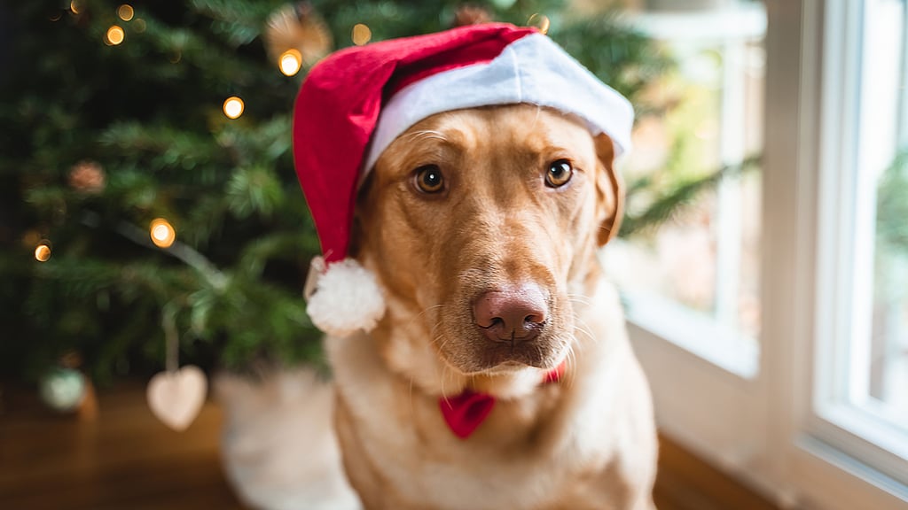 Schön Bescherung: Die Hundesteuern in Staßfurt werden ab 1. Januar 2026 erhöht.