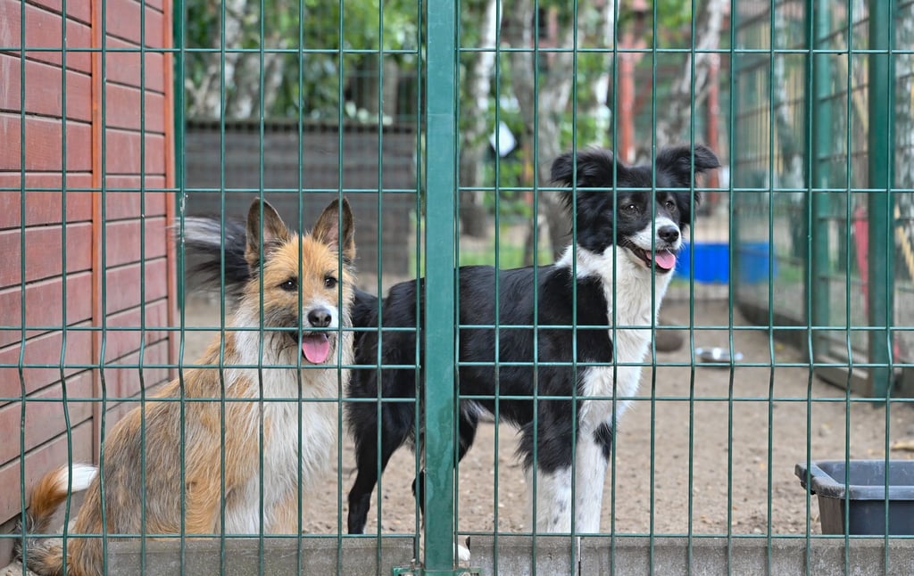 Keine Tiere verschenken - das rät Brandenburgs Landestierschutzbeauftragte Anne Zinke. (Symbolfoto)