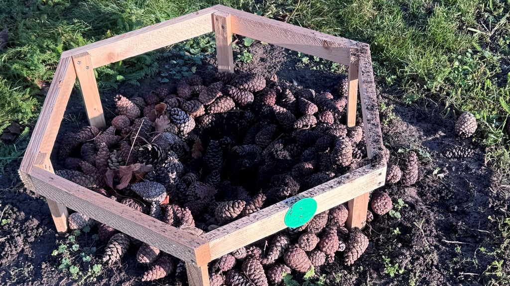 Kiefer geklaut: Der Baum, der den Osten Deutschlands in dem lebendigen Einheitsdenkmal in Halberstadts Zentrum symbolisierte, ist gestohlen worden.