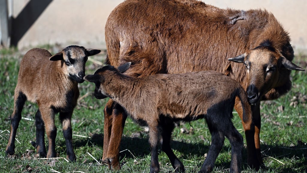 In Erfurt hat ein Mann laut Polizei Kamerunschafe gestohlen. (Symbolbild)