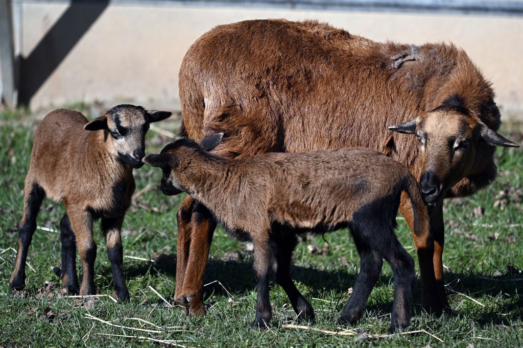 In Erfurt hat ein Mann laut Polizei Kamerunschafe gestohlen. (Symbolbild)