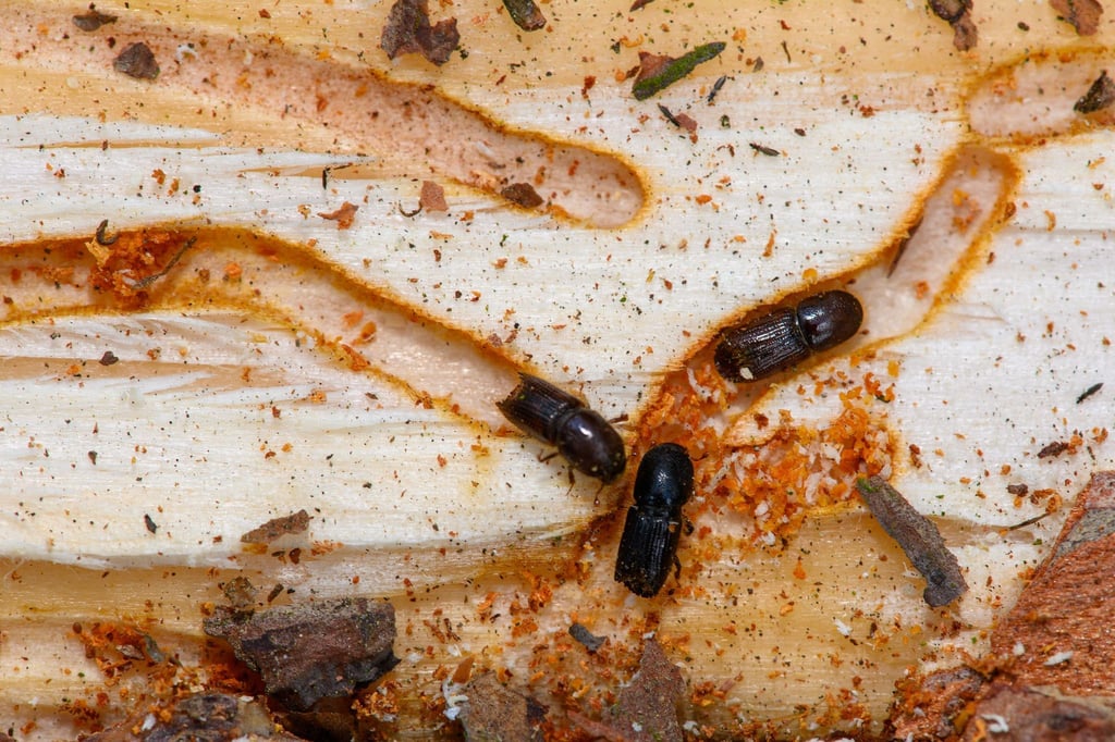 Aktuell ist die Lage in Sachen Borkenkäfer entspannt - noch.