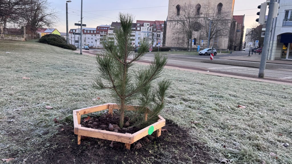 Er ist wieder zurück - der Osten in Halberstadt, symbolisiert durch eine Kiefer im lebendigen Denkmal der deutschen Wiedervereinigung in Halberstadts Zentrum.