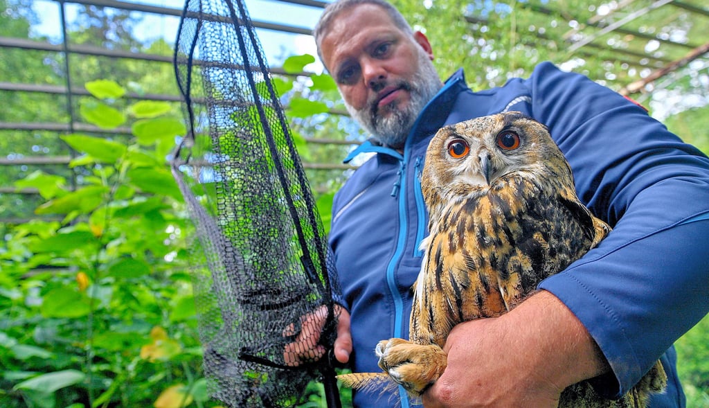 Juni 2023: Thomas Wamser von der „Tipada Group“ trägt im Wildpark Weißewarte einen Uhu aus seiner Voliere. Der Uhu war das letzte Tier, das den ehemaligen Wildpark verlassen hat.