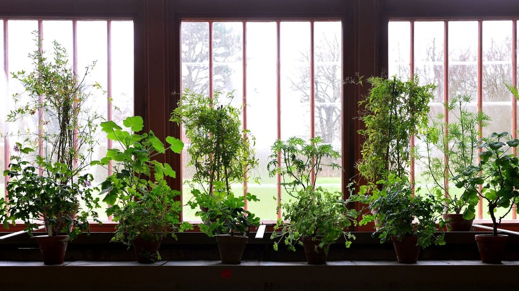 Wie geht's den Pflanzen in ihrem Winterquartier? Wer keine Überraschungen erleben will, sollte das regelmäßig kontrollieren.