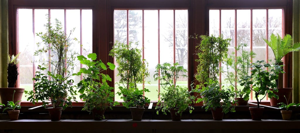 Wie geht's den Pflanzen in ihrem Winterquartier? Wer keine Überraschungen erleben will, sollte das regelmäßig kontrollieren.