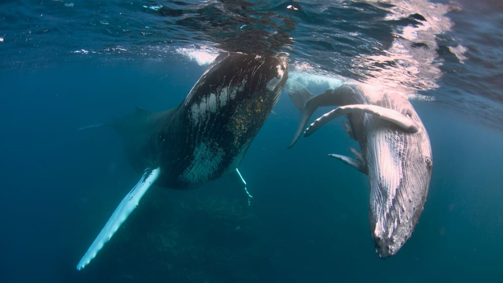Buckelwale können bis zu 18 Meter lang werden.