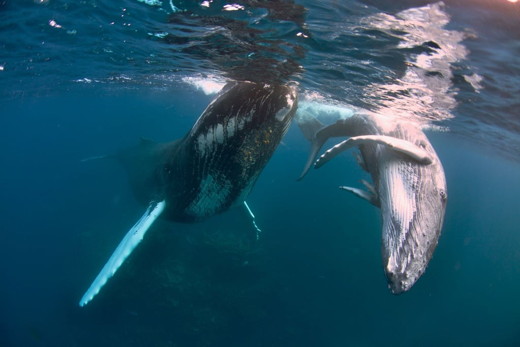 Buckelwale können bis zu 18 Meter lang werden.