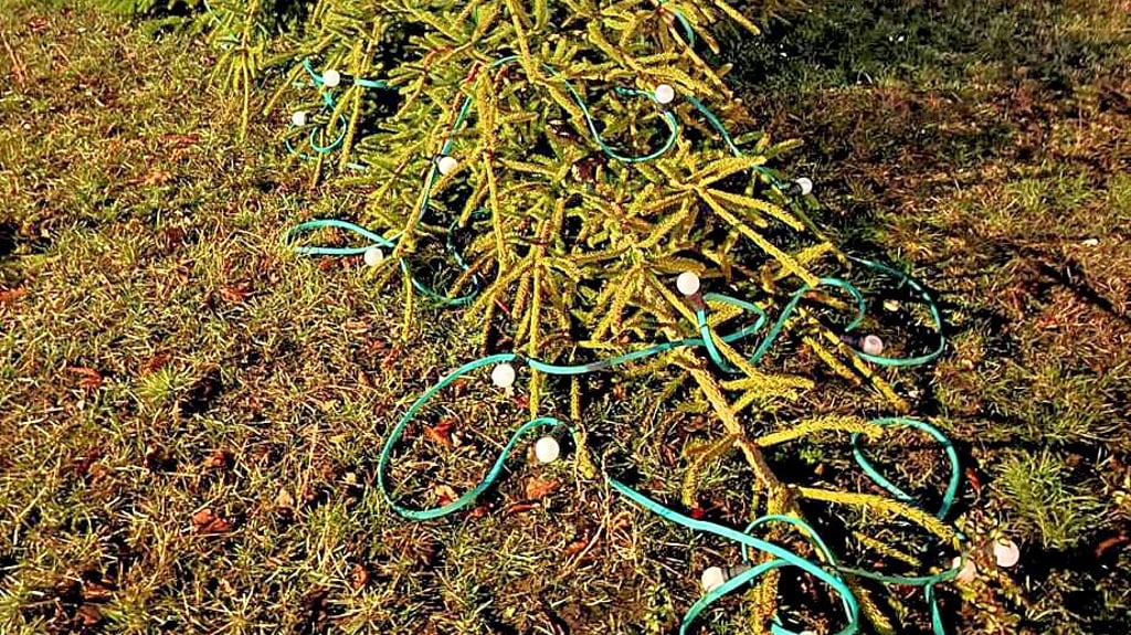 Am frühen Samstagmorgen wurde der Weihnachtsbaum von Darlingerode (Harz) erneut gefällt.