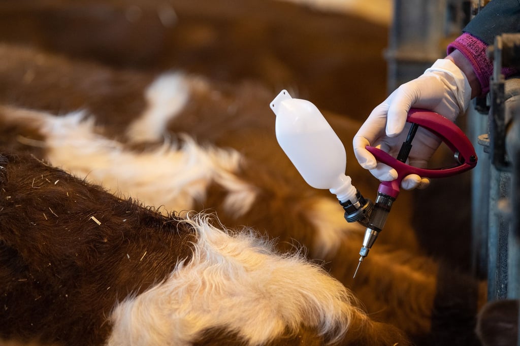 Erstmals seit 2009 ist die Blauzungenkrankheit vom Serotyp 8 (BTV-8) in Sachsen wieder aufgetreten. (Symbolbild)