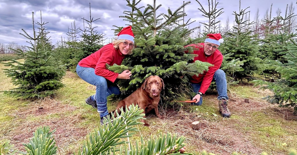 Birgit Kleinwort-Voigt und Klaus Voigt suchen einen Weihnachtsbaum auf den Feldern des Pflanzenhofs Priorau aus.