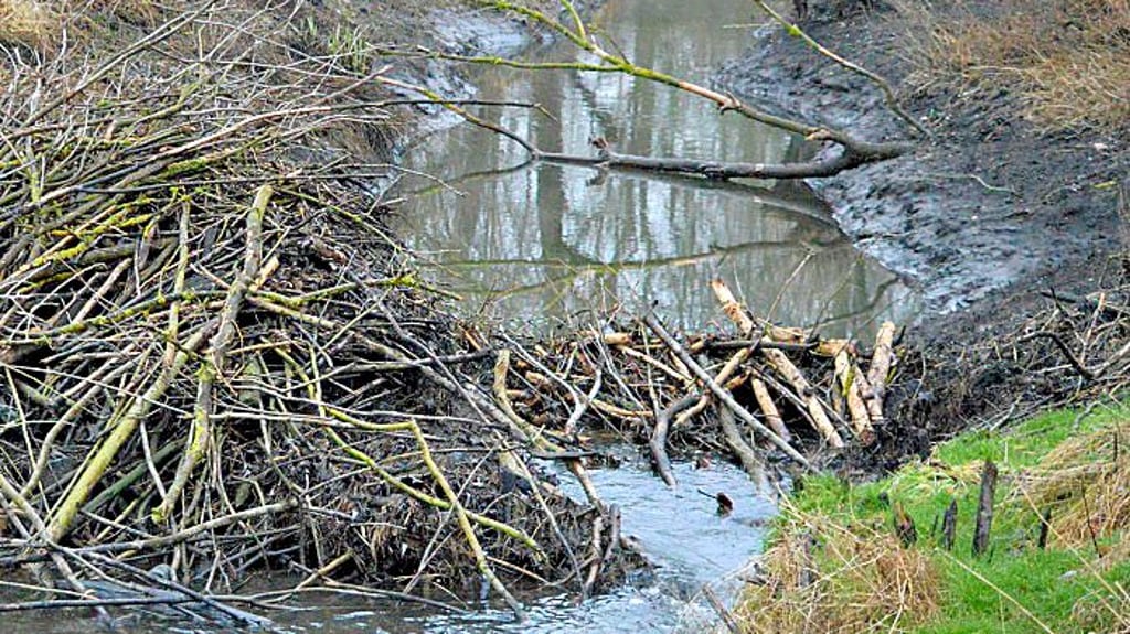 Bei Wählitz sorgen Biber mit ihren Dämmen zuweilen für Probleme beim Wasserablauf der Rippach.