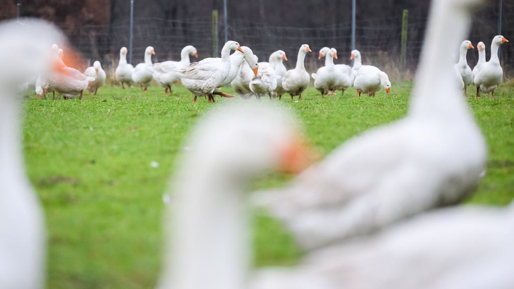 Die Auswirkungen der Vogelgrippe trübt die Stimmung der Gänsehalter vor Weihnachten ein. (Archivbild)