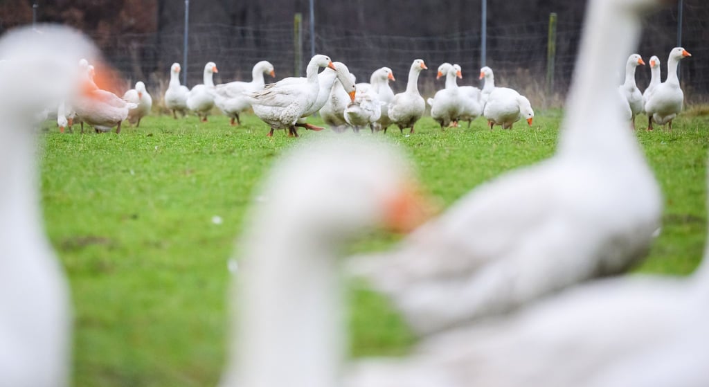 Die Auswirkungen der Vogelgrippe trübt die Stimmung der Gänsehalter vor Weihnachten ein. (Archivbild)