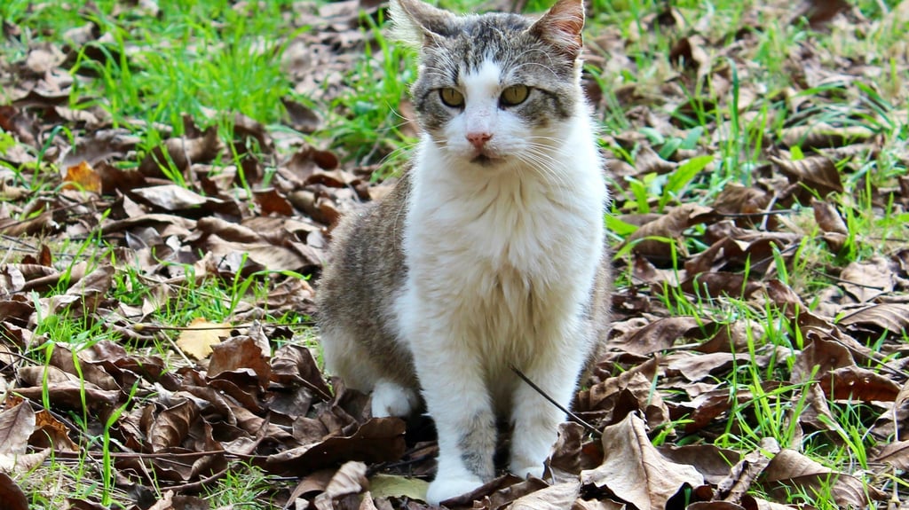 „Das Elend ist kaum zu ertragen“: Herrenlose und unkastrierte Katzen machen Tierschutzvereinen Sorgen.