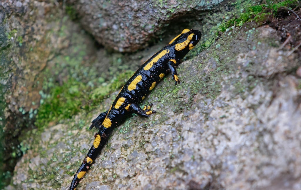 In Mitteleuropa sind Feuersalamander von einem tödlichen Hautpilz bedroht. (Archivbild)