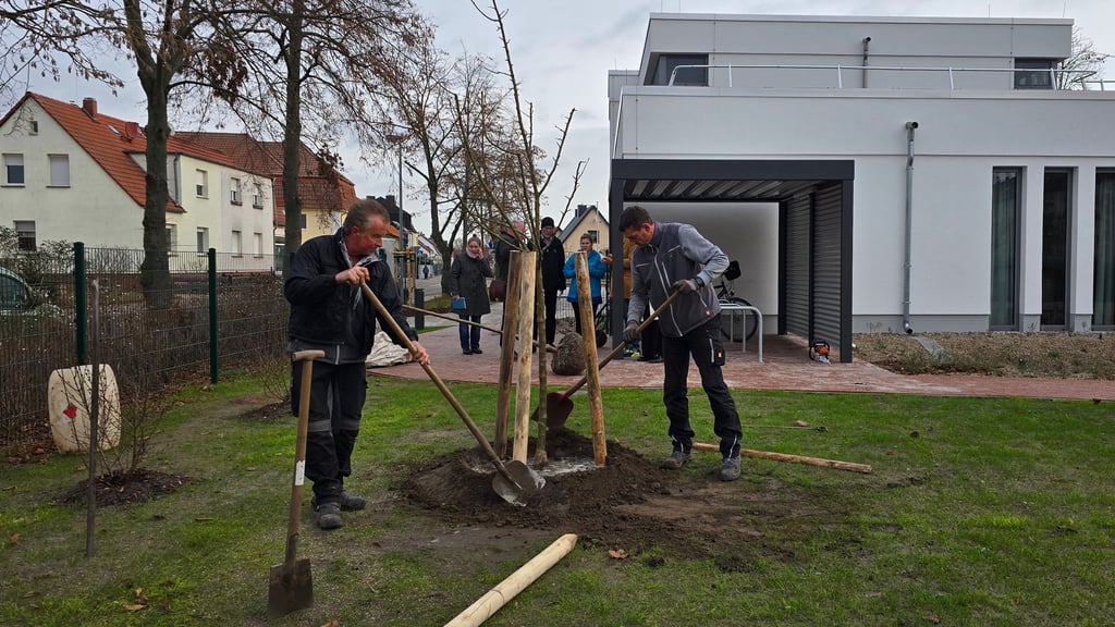 Am Hospiz in Stendal werden von Mitarbeitern der Firma Schreiber Apfelbäume gepflanzt. 