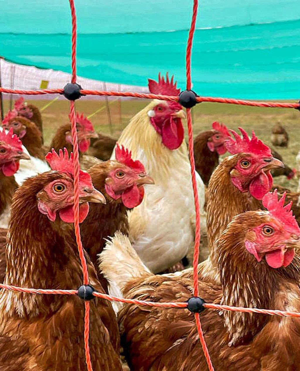 Die Stallpflicht in Dessau-Roßlau ist wieder aufgehoben.