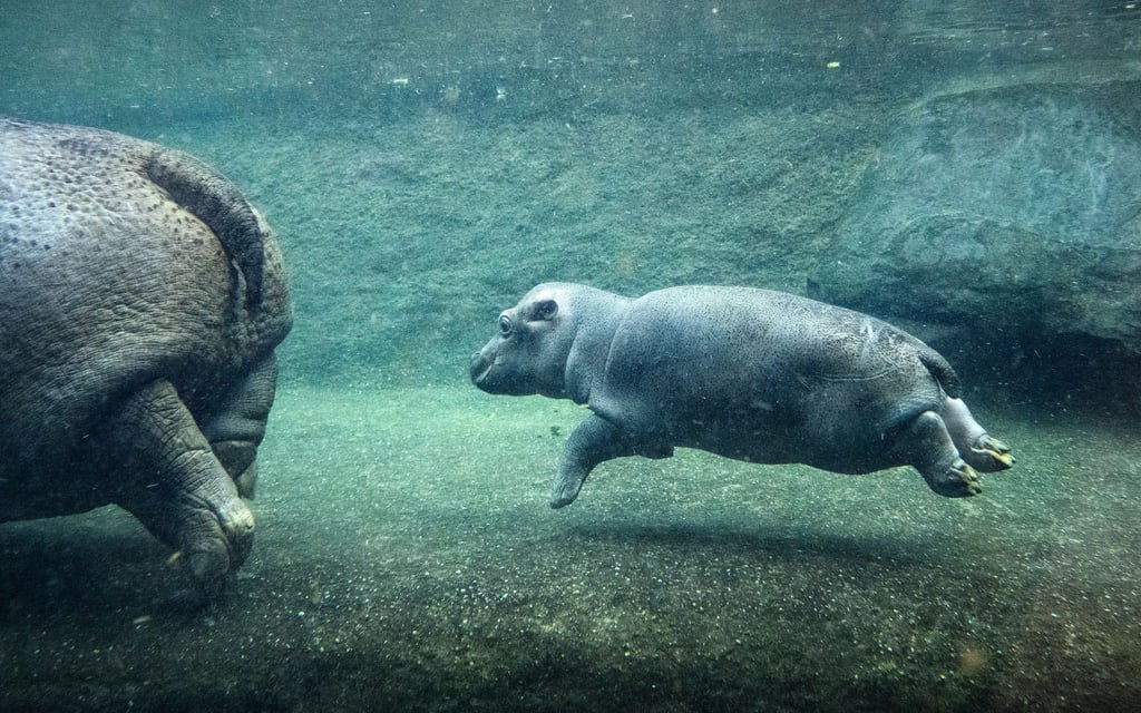 Das kleine Flusspferd im Berliner Zoo ist nicht mehr namenlos.