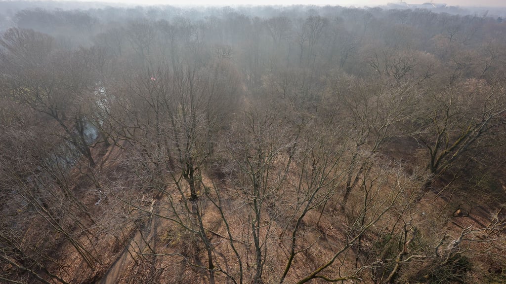 Der Leipziger Auwald ist mit einer Fläche von mehr als 2.000 Hektar einer der größten Stadtwälder in Mitteleuropa. (Archivbild)