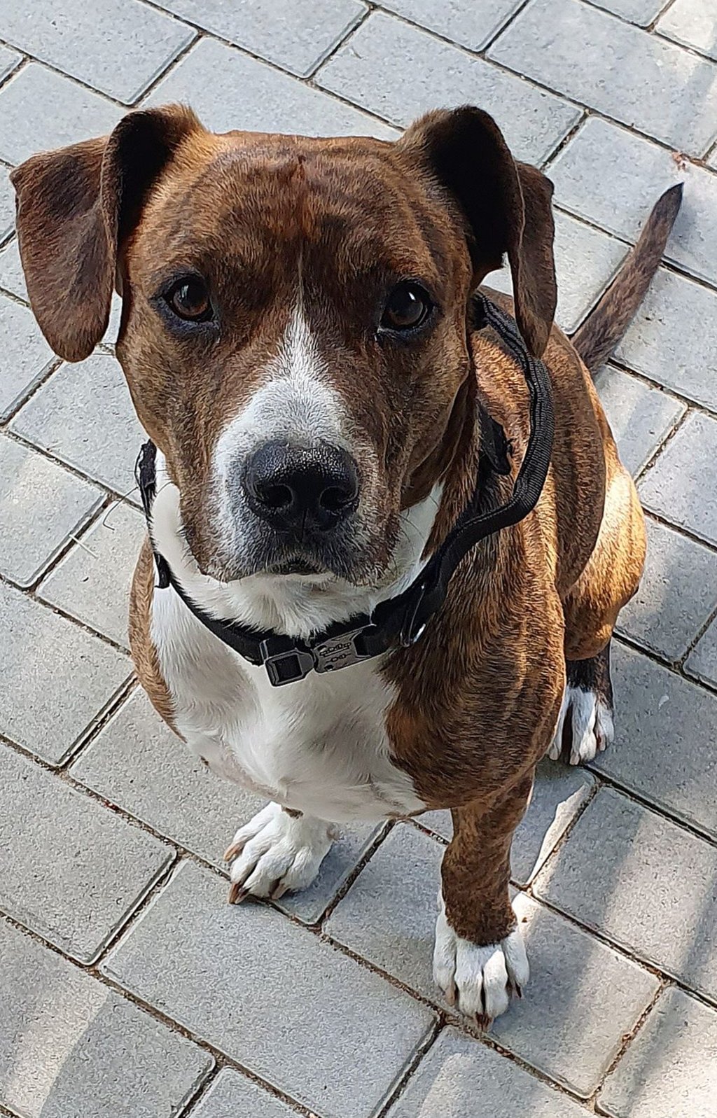 Fünf Hunde leben momentan im Zerbster Tierheim - drei Rüden und zwei Hündinnen.