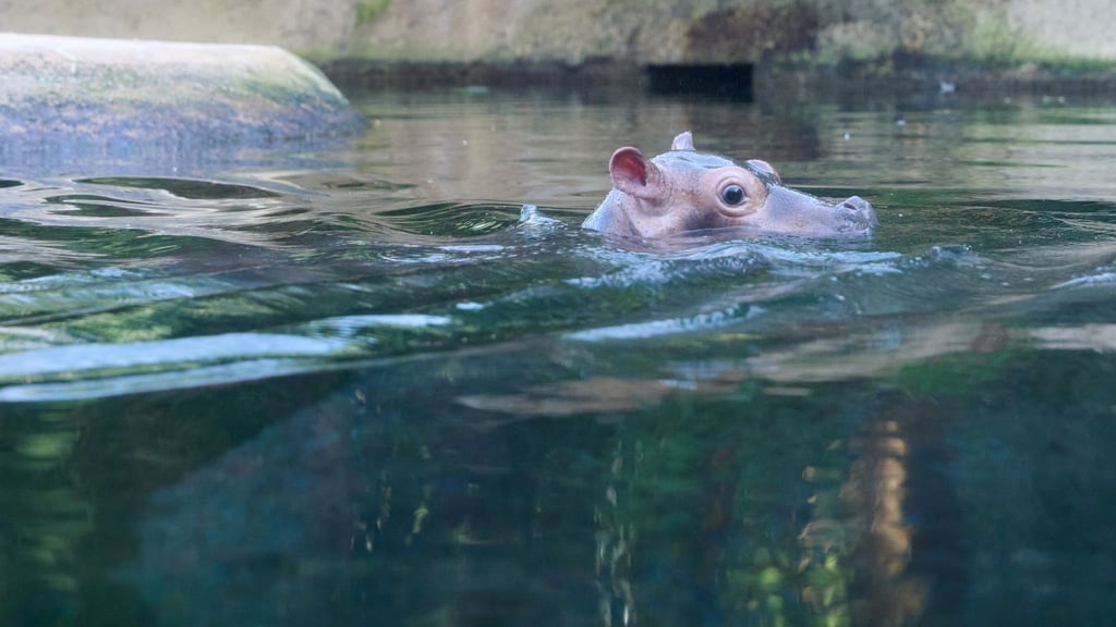 Das kleine Flusspferd im Berliner Zoo bekommt den Namen Willi Wackelöhrchen. (Archivbild)