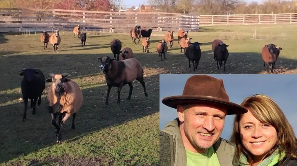 Schaf Happy mit der weißen Schnauze mitten in seiner neuen Herde. Rechts im kleinen Bild: Nicole und Michael Schneider, die Happy gemeinsam mit den Mitarbeitern vom Tierheim Satuelle ein sicheres Zuhause auf ihrem Gnadenhof ermöglicht haben.