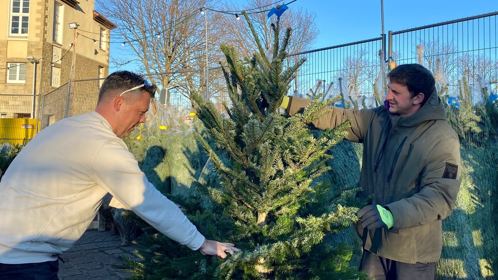 Verkäufer Holger Ennen (rechts im Bild) hilft einem Kunden auf dem Anger-Großparkplatz in Wernigerode bei der Auswahl des Weihnachtsbaumes.
