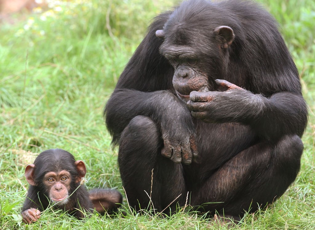 Im Zoo in Bremerhaven ist ein Schimpansenbaby eingeschläfert worden – der Fall wird nun näher untersucht. (Symbolbild)