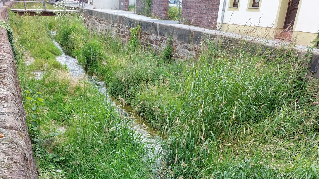 Die Böse Sieben in Eisleben ist oft verunreinigt und stark zugewachsen.