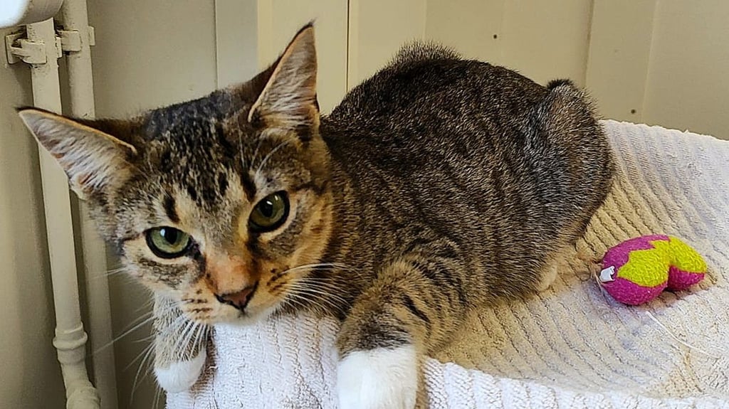 Über 20 Katzen hoffen im Zerbster Tierheim derzeit darauf, adoptiert zu werden. Aktuell jedoch gilt ein Vermittlungsstopp.